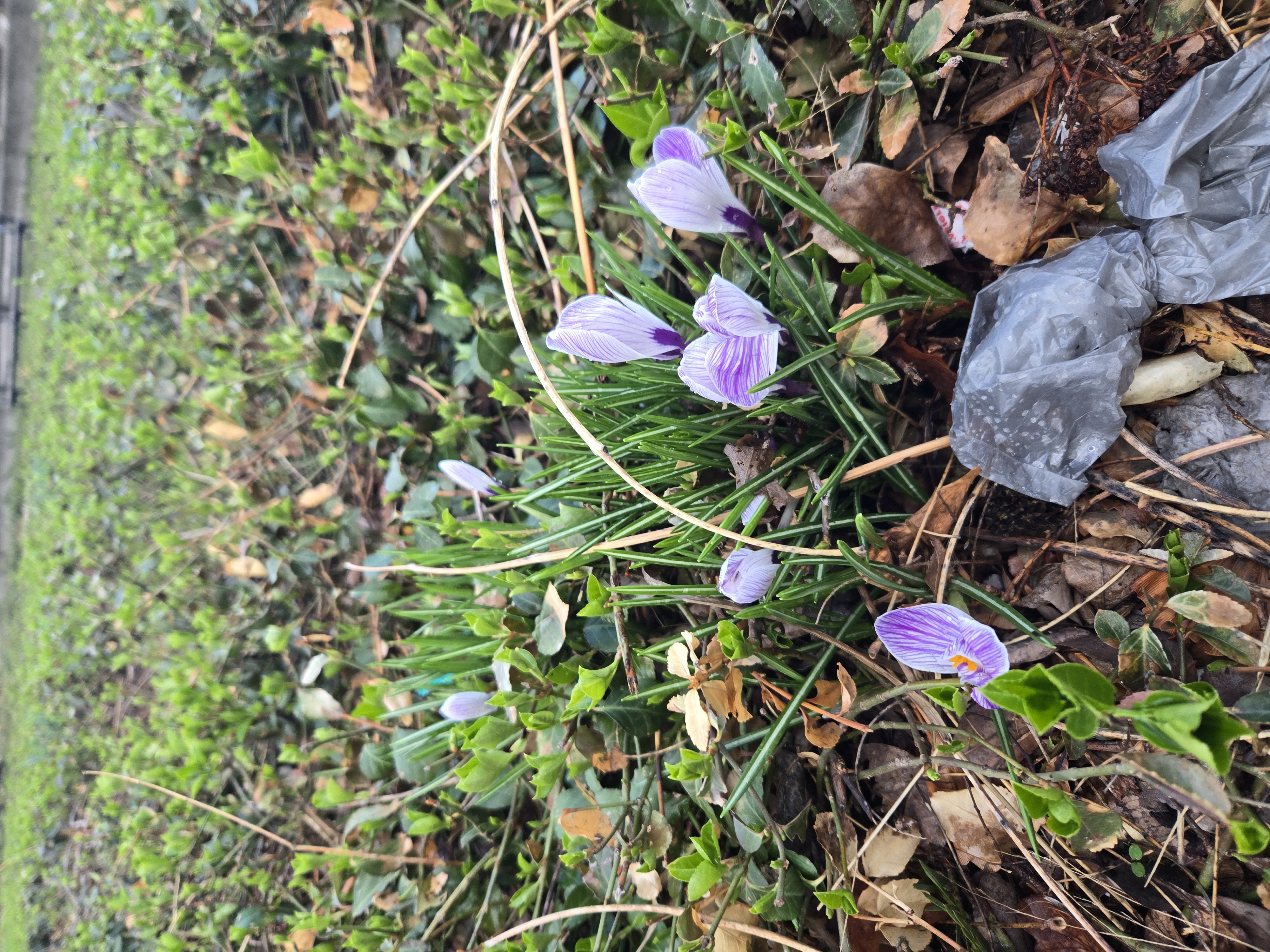 Nature Picture